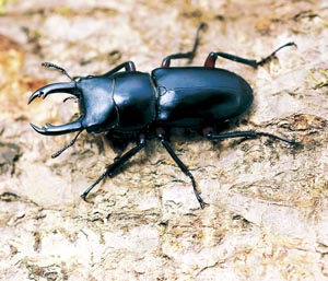 �A�J�A�V�N���K�^