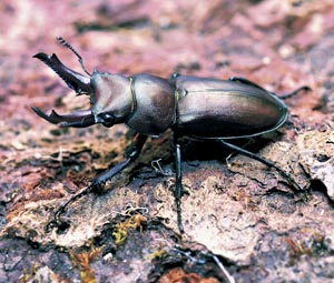 �L���I�j�N���K�^