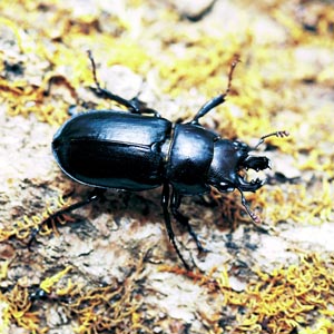 �I�j�N���K�^