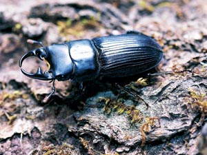 �l�u�g�N���K�^