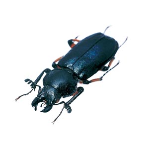 �R�����N���K�^