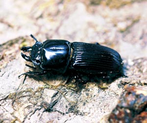 �`�r�N���K�^