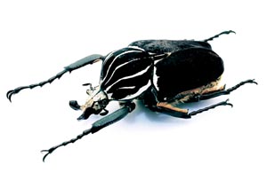 �S���C�A�X�I�I�c�m�n�i���O��