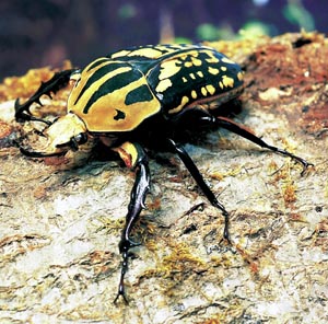 �I�[�x���`���[���I�I�c�m�J�i�u��