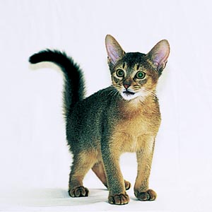 �A�r�V�j�A��