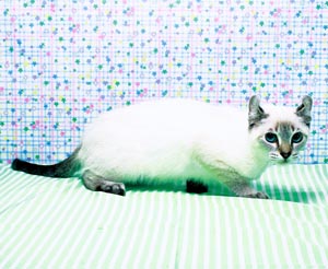 �A�����J���J�[��