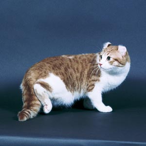 �A�����J���J�[���E�V���[�g�w�A