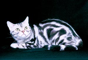 �A�����J���V���[�g�w�A