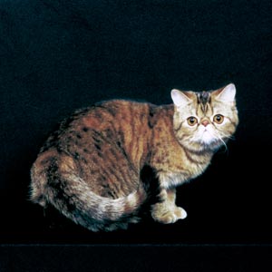 �G�L�]�`�b�N�V���[�g�w�A