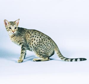 �G�W�v�V�����}�E