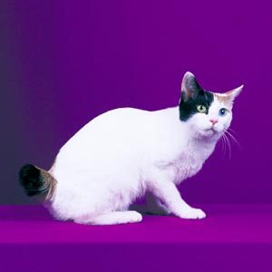 �W���p�j�[�Y�{�u�e�C��