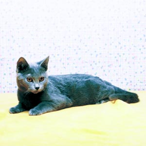 �V�����g�����[