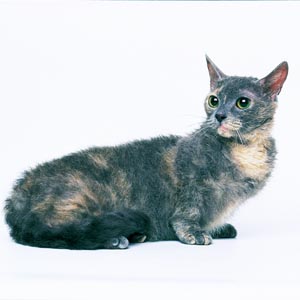 �X�N�[�J��