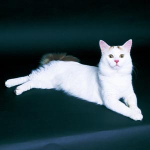 �^�[�L�b�V���o��