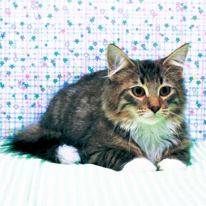 �m���E�F�[�W�A���t�H���X�g�L���b�g