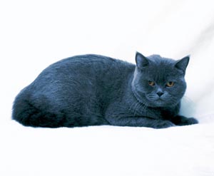 �u���e�B�b�V���V���[�g�w�A