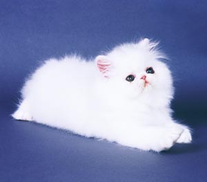 �y���V��