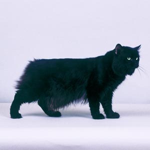 �L�����b�N