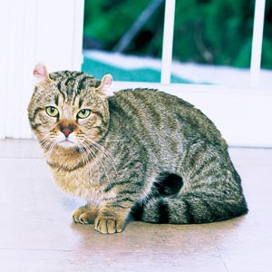 �}���`�J�[��