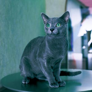 ���V�A���u���[