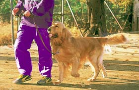 ������̓����ɍ��킹�ĎU������ 2