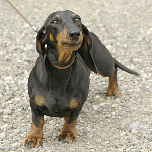 �_�b�N�X�t���h