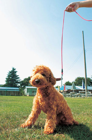 �v�[�h���^�g�C�E�v�[�h��