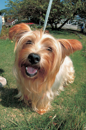 ���[�N�V���[�E�e���A