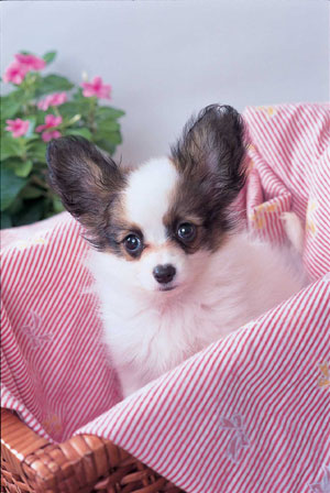 �p�s����