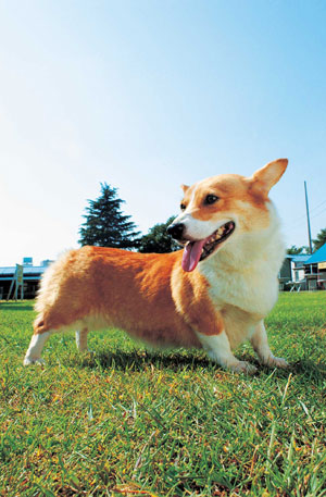 �E�F���V���E�R�[�M�[�E�y���u���[�N