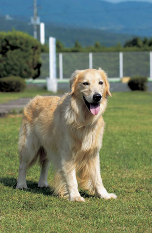 �S�[���f���E���g���[�o�[