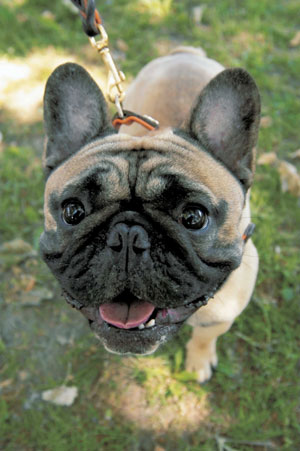 �t�����`�E�u���h�b�O