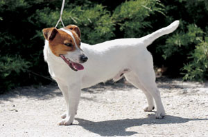 �W���b�N�E���b�Z���E�e���A