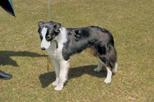 �{�[�_�[�E�R���[