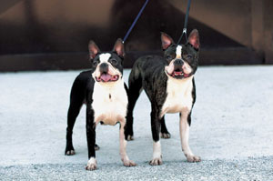 �{�X�g���E�e���A