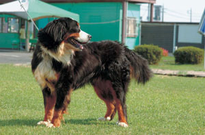 �o�[�j�[�Y�E�}�E���e���E�h�b�O