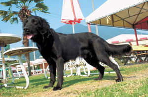 �t���b�g�R�[�e�b�h�E���g���[�o�[