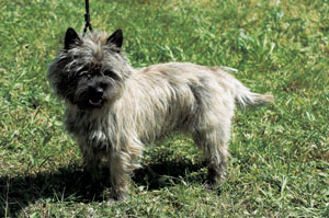 �P�A�[���E�e���A