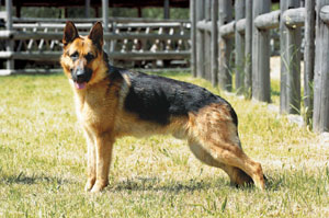 �W���[�}���E�V�F�p�[�h�E�h�b�O