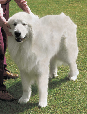 �O���[�g�E�s���j�[�Y�i�s���j�A���E�}�E���e���E�h�b�O�j