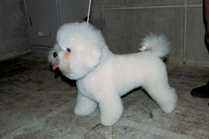 �r�V�����E�t���[�[