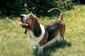 �o�Z�b�g�E�n�E���h