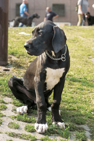 �O���[�g�E�f�[��