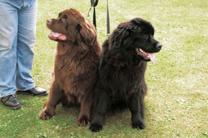 �j���[�t�@���h�����h