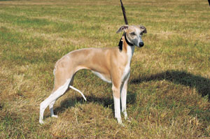 �E�B�y�b�g