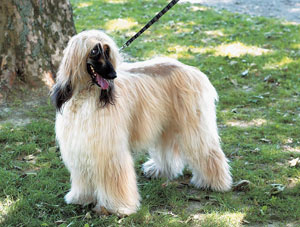 �A�t�K���E�n�E���h