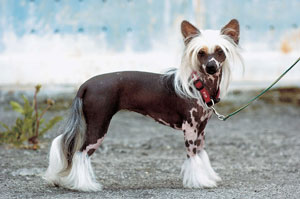 �`���C�j�[�Y�E�N���X�e�b�h�E�h�b�O