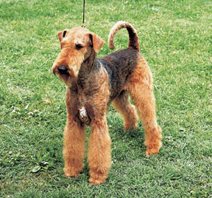 �G�A�f�[���E�e���A