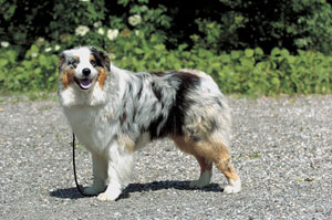 �I�[�X�g�����A���E�V�F�p�[�h