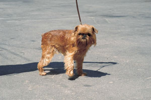 �u�����b�Z���E�O���t�H��